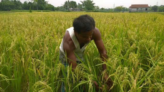 Picture 6 Farmer checks pests in kharif paddy at Dhaloguri