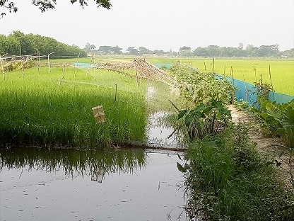Ph 4Stored fresh water in ditch for irrigation and fish culture, rice in flat land and vegetables in dyke